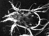 Кроличий чесоточный зудень (Psoroptes cuniculi), вызывающий тяжелые заболевания ушных раковин и слухового канала, главным образом у домашних кроликов