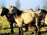 Воссозданный тарпан - польский "коник-хорс" в национальном парке, в Голландии. Лелистад