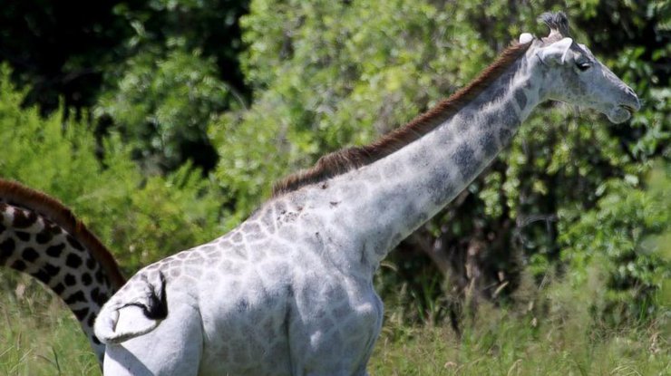 В Танзании обнаружили белого жирафа
