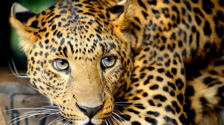 В школе Индии при поимке леопарда пострадали 6 человек