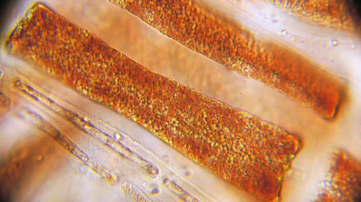 Палеонтологи нашли останки самого древнего растения на планете