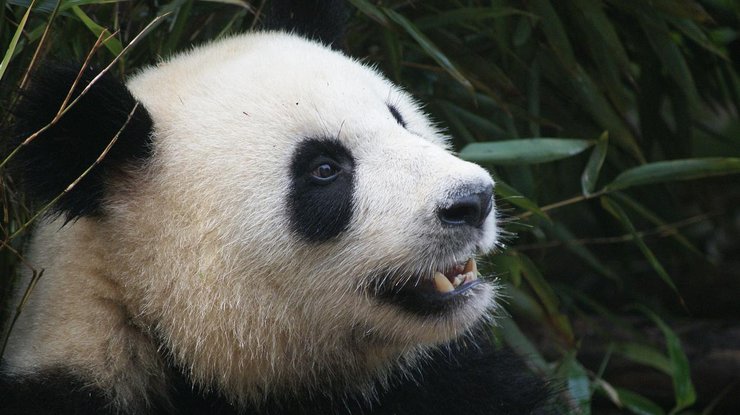 Не адаптированы к жизни: в интернете опубликовали выборку самых нелепых падений панд