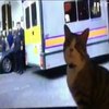 Кіт Джуліана Ассанджа спостерігав по телевізору за арештом свого господаря (відео)