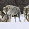 Тамбовский волк остался только в присказке: популяция исчезла 