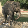 Пакистан відправить Камбоджі слона