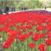 У Кропивницькому розквітли три мільйони тюльпанів