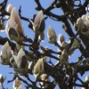 Рання весна на Закарпатті: коли почнуть квітнути сакури