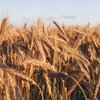 Польща сподівається, що з 1 квітня транзит українського зерна буде припинено
