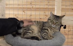 На Вінниччині відкрили незвичайний реабілітаційний центр, де лікують тварини