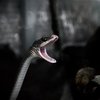 На Львівщині зафіксували перші випадки укусів змій