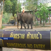 Голодні й безробітні: у Таїланді через карантин потерпають слони