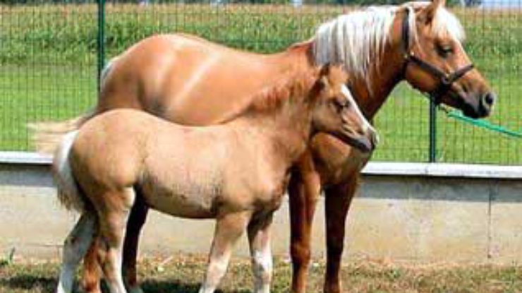 В Италии ученые успешно клонировали лошадь