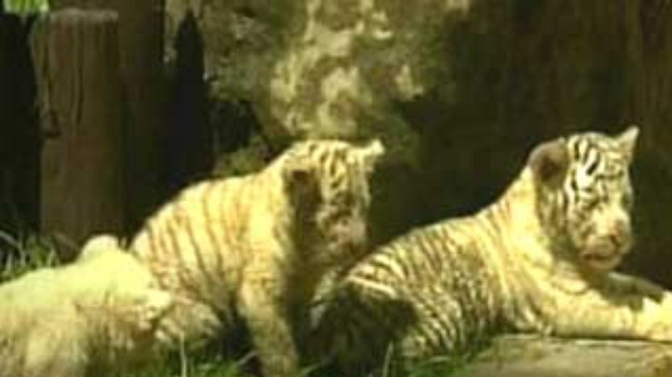 В зоопарке Буэнос-Айреса впервые показывают детёнышей белого бенгальского тигра