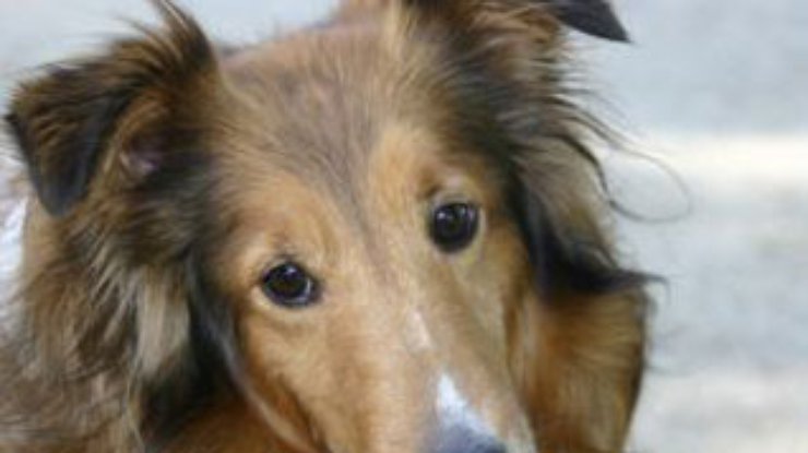 Британская собака спасена после месяца, проведеного на дне колодца