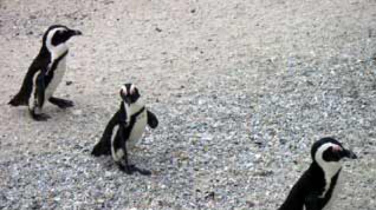 Бразильская армия будет спасать пингвинов