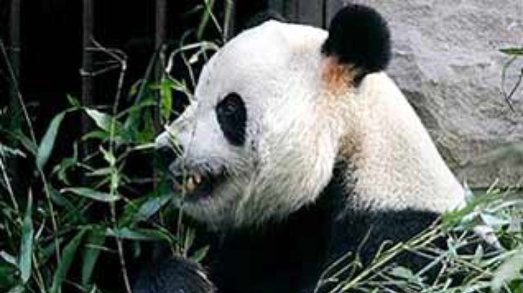 Пьяный китаец и перепуганная панда покусали друг друга
