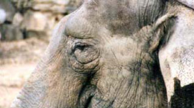 Американский зоопарк раздает слонов