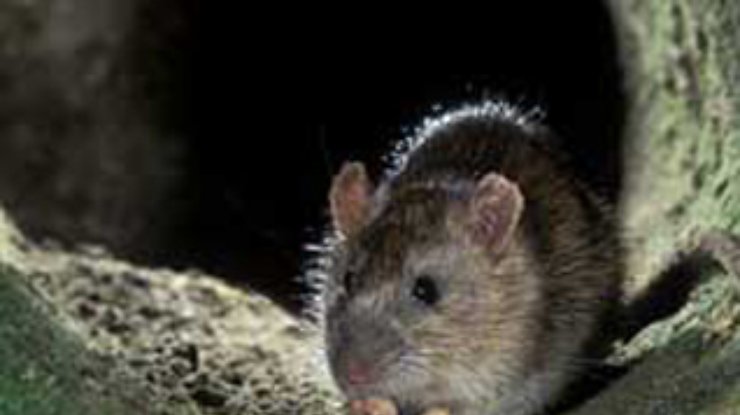 Американцу, живущему с 1300 крысами, грозят новые обвинения