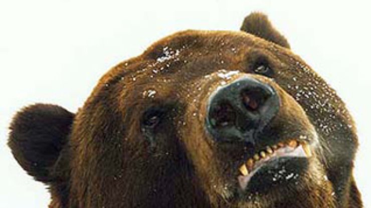 В Московском зоопарке наконец уснули медведи