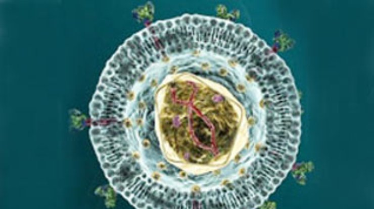 Биологи работают над генетическим выключателем ВИЧ