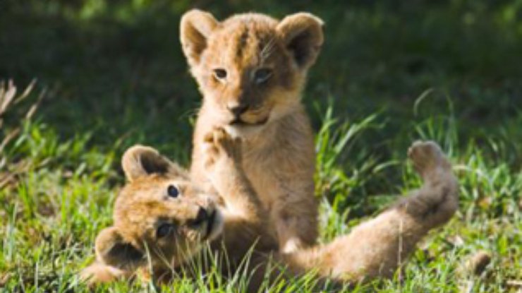 В геленджикском "Сафари-Парке" родилось трое львят