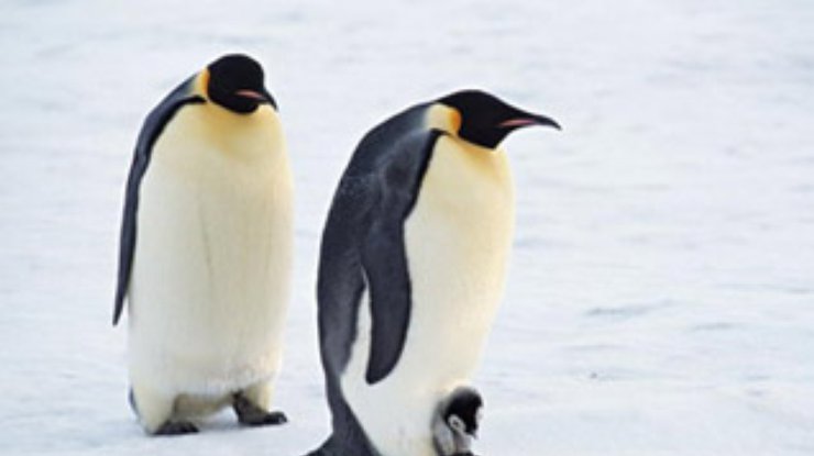 Пингвина-путешественника нашли в Перу - почти в 5 тысячах километров от его родных краев