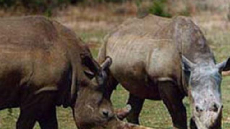 Влюбленный посетитель зоопарка изрисовал носорога