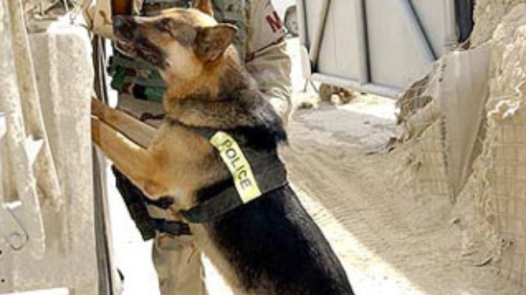 Полицейским собакам в Британии выдадут бронежилеты