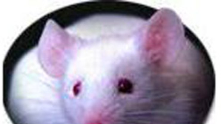Британский МИД завтракал с мышкой