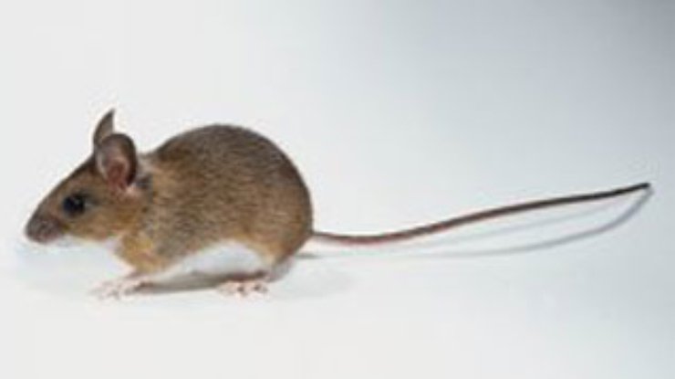 Ученые вывели мышь-шизофреника