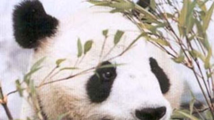Китайцы придумали, как получить прибыль от панды