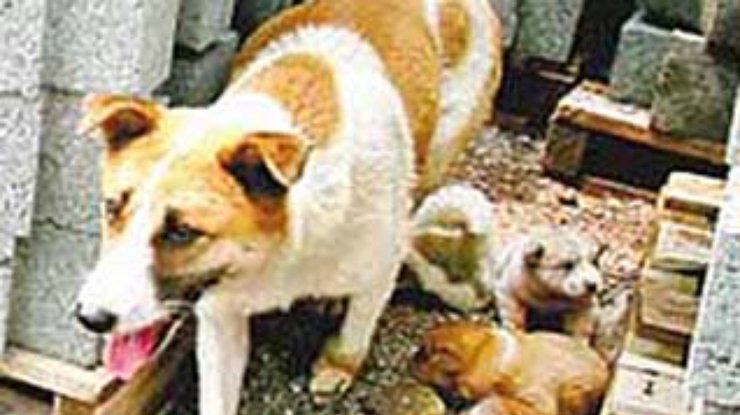 Китайская собака стала символом материнства