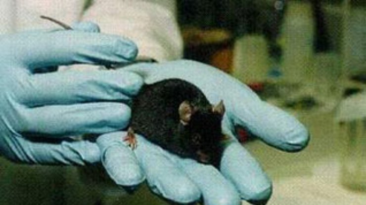 Трансгенные мыши послужили изучению шизофрении