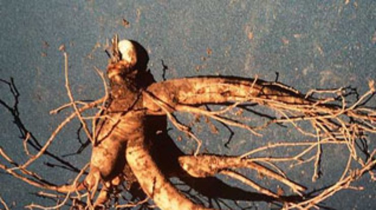 На аукционе в Китае продан 300-летний корень женьшеня