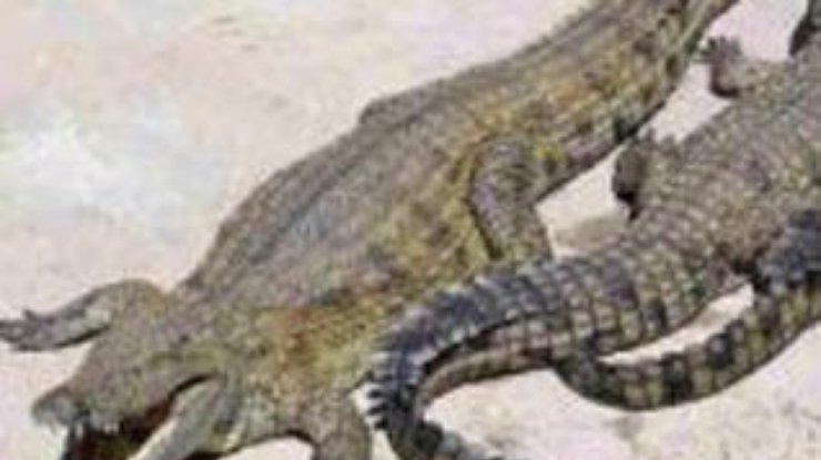 Обнаружены останки доисторических крокодилов