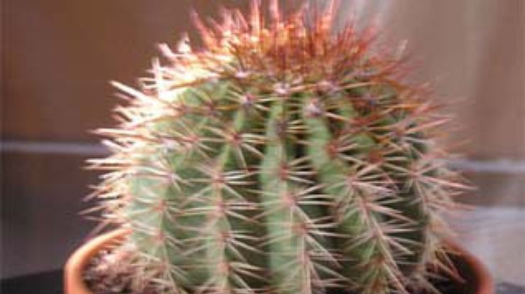 Кактус - универсальное лекарственное растение
