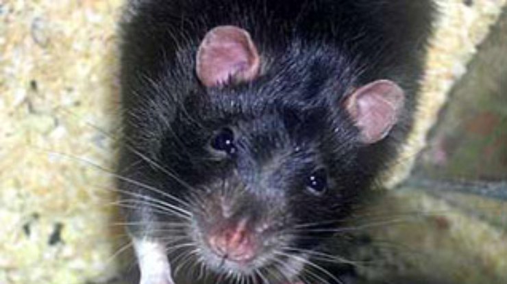 В Индии объявлена охота на крыс