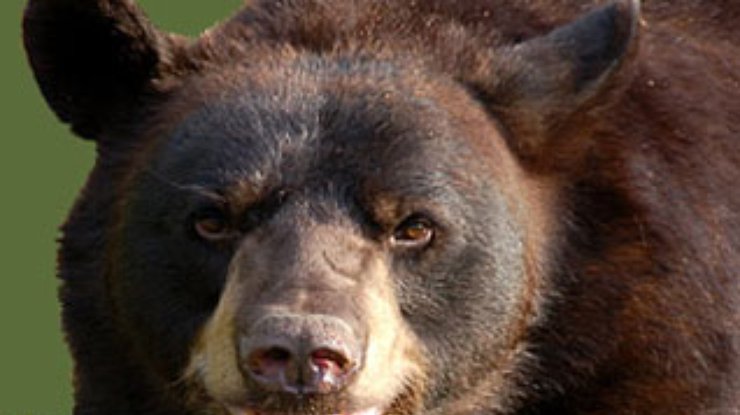 В США в угоне автомобиля обвинили медведя
