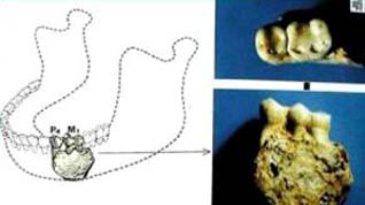 В Китае найден самый древний гоминид