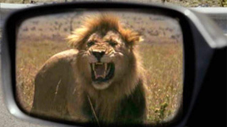 В США сбежавший лев напал на автомобили