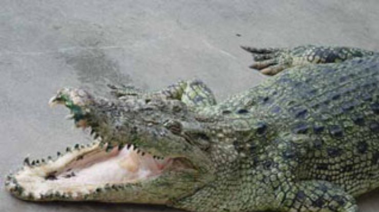 В Мариуполе наконец поймали сбежавшего крокодила