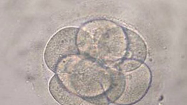 Ученые создали эмбрион человека из ДНК трех родителей