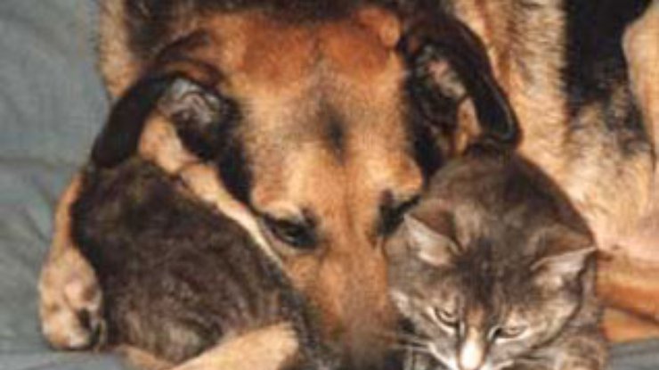 Кошки и собаки заполонили буддисткие монастыри