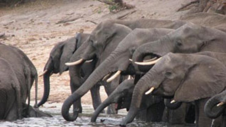 В Южной Африке возобновляется отстрел слонов