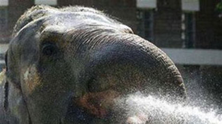 Китайские ветеринары вылечили слона-наркомана