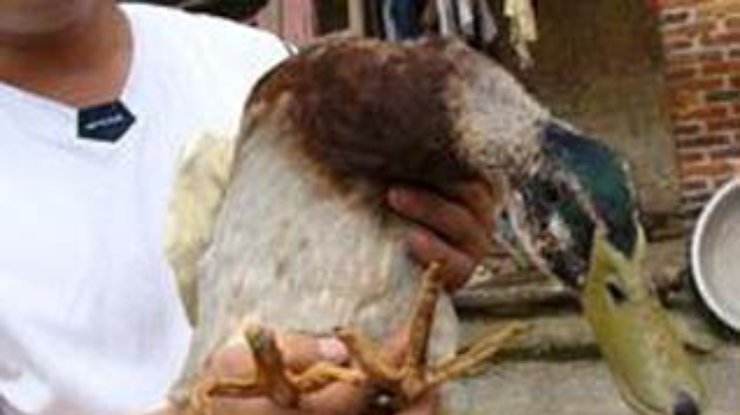 В Китае обнаружили утку-мутанта