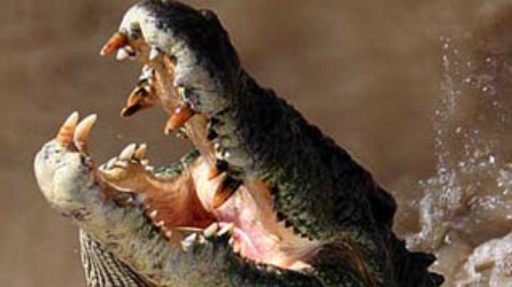 В Австралии мальчик скормил крокодилу других обитателей зоопарка