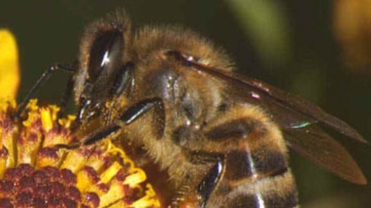 Ученые: Пчелы умеют считать