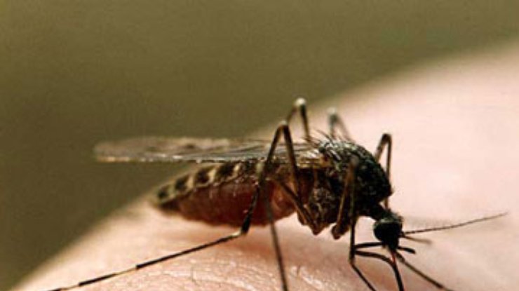 Ученые: Опасность комара зависит от его размера