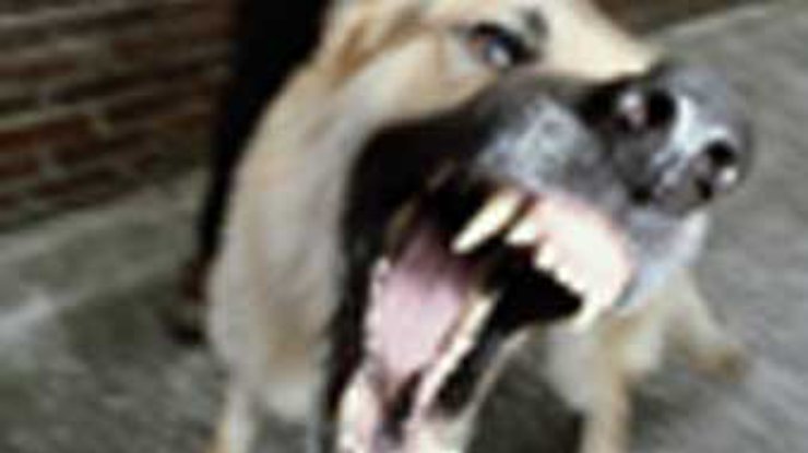 Бешенная собака покусала 12 человек в Черкассах